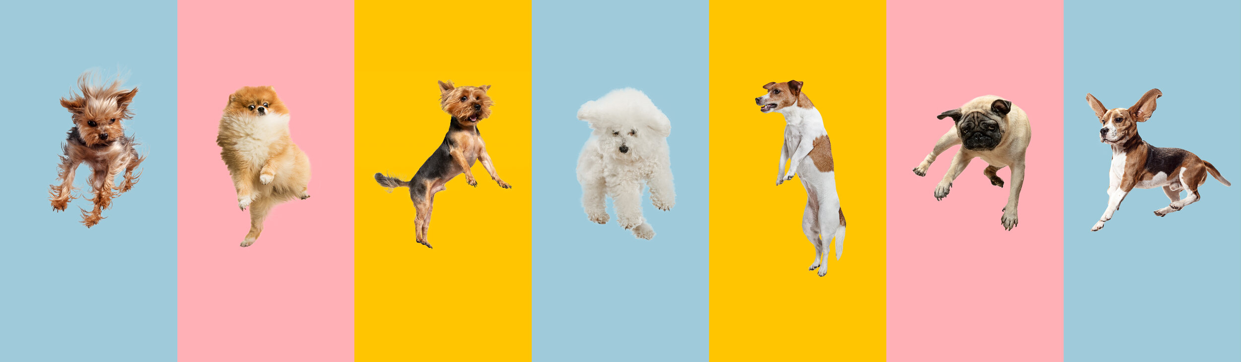 Who let the dogs out? It’s about time to take your pets with you on a holiday!